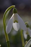 Galanthus nivalis śnieżyczka przebiśnieg) ,