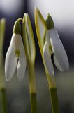 Galanthus nivalis śnieżyczka przebiśnieg) ,