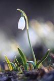 Galanthus nivalis, śnieżyczka przebiśnieg