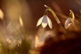 Galanthus nivalis, śnieżyczka przebiśnieg