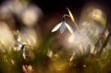 Galanthus nivalis, śnieżyczka przebiśnieg