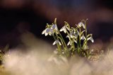 Galanthus nivalis, śnieżyczka przebiśnieg