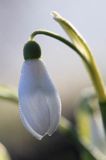 Galanthus nivalis, śnieżyczka przebiśnieg