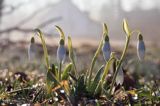 Galanthus nivalis, śnieżyczka przebiśnieg