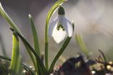 Galanthus nivalis, śnieżyczka przebiśnieg