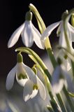 Galanthus nivalis, śnieżyczka przebiśnieg