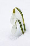 Galanthus nivalis, śnieżyczka przebiśnieg