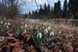 Galanthus nivalis, śnieżyczka przebiśnieg