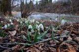 Galanthus nivalis, śnieżyczka przebiśnieg