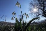 Galanthus nivalis, śnieżyczka przebiśnieg