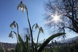 Galanthus nivalis, śnieżyczka przebiśnieg