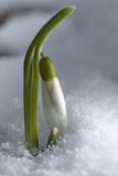 Galanthus nivalis, śnieżyczka przebiśnieg