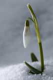 Galanthus nivalis, śnieżyczka przebiśnieg