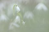 Galanthus nivalis, śnieżyczka przebiśnieg