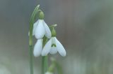 Galanthus nivalis, śnieżyczka przebiśnieg