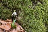 Galanthus nivalis, śnieżyczka przebiśnieg