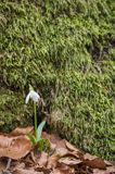 Galanthus nivalis, śnieżyczka przebiśnieg