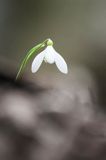 Galanthus nivalis, śnieżyczka przebiśnieg