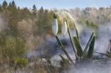 Galanthus nivalis, śnieżyczka przebiśnieg