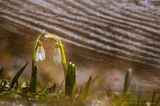 Galanthus nivalis, śnieżyczka przebiśnieg