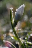 Galanthus nivalis, śnieżyczka przebiśnieg