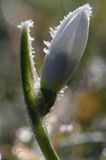 Galanthus nivalis, śnieżyczka przebiśnieg