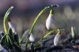 Galanthus nivalis, śnieżyczka przebiśnieg