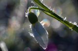 Galanthus nivalis, śnieżyczka przebiśnieg