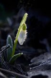 Galanthus nivalis, śnieżyczka przebiśnieg