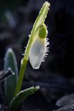 Galanthus nivalis, śnieżyczka przebiśnieg