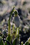 Galanthus nivalis, śnieżyczka przebiśnieg