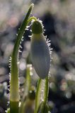 Galanthus nivalis, śnieżyczka przebiśnieg