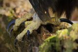 Orzeł przedni, zys, Aquila chrysaetos, szpony