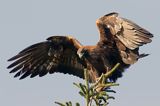 Orzeł przedni, zys, Aquila chrysaetos