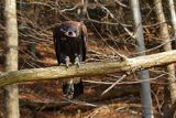 Orzeł przedni, zys, Aquila chrysaetos, młodociany, juv.