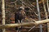 Orzeł przedni, zys, Aquila chrysaetos, portret