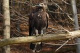 Orzeł przedni, zys, Aquila chrysaetos, portret