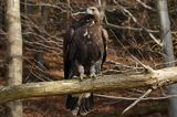 Orzeł przedni, zys, Aquila chrysaetos, portret