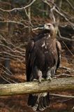 Orzeł przedni, zys, Aquila chrysaetos, portret