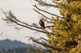 Orzeł przedni, zys, Aquila chrysaetos, Bieszczady