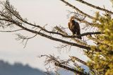 Orzeł przedni, zys, Aquila chrysaetos, Bieszczady