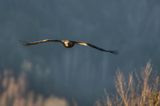 Orzeł przedni, zys, Aquila chrysaetos, Bieszczady