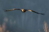 Orzeł przedni, zys, Aquila chrysaetos, Bieszczady