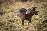 Orzeł przedni, zys, Aquila chrysaetos, Bieszczady