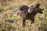 Orzeł przedni, zys, Aquila chrysaetos, Bieszczady