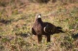 Orzeł przedni, zys, Aquila chrysaetos, Bieszczady