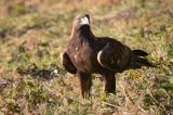 Orzeł przedni, zys, Aquila chrysaetos, Bieszczady