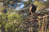 Orzeł przedni, zys, Aquila chrysaetos, Bieszczady