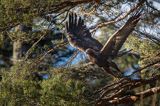 Orzeł przedni, zys, Aquila chrysaetos, Bieszczady