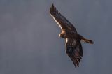 Orzeł przedni, zys, Aquila chrysaetos, Bieszczady